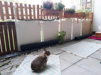 Kaninchen Meerschweinchen Tierbetreuung