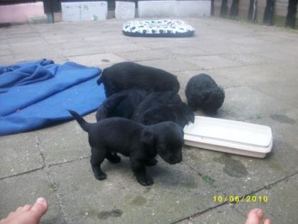 5 Yorkshire-Pudel Mix Welpen