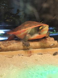 Emydura Subglobosa Rotbauchspitzkopf-Schildkröte