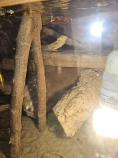 Zwei weibliche Bartagamen inkl Terrarium