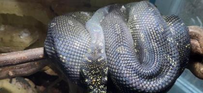0, 1 Morelia Spilota Spilota Diamantpython NZ 09. 21 1200Euro