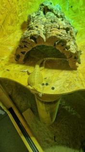 Bartagame Jungtiere 4 Monate alt