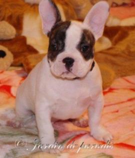 Freiatmende gesunde Französische Bulldoggen Babys mit Ahnentafel dt Zucht