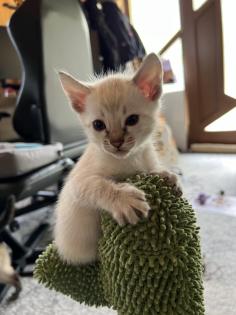 Snow Bengal Siam Kitten