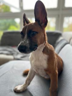 Malinois Labrador mix