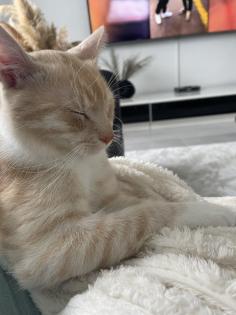 Kater abzugeben europäische Kurzhaar