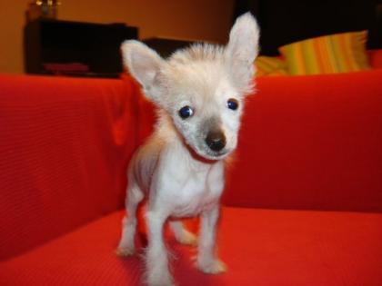 Chinese Crested Hündin