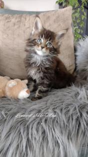 Wunderschöne reinrassige Maine Coon Kitten