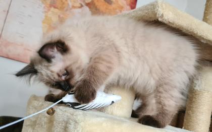 Wunderschöne Neva Masquarade Kater mit Stammbaum