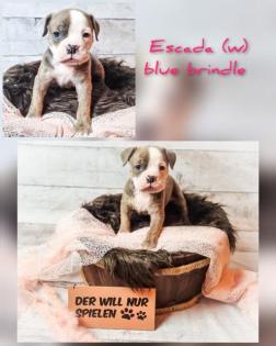 Old english bulldog Welpen OEB Bulldogge