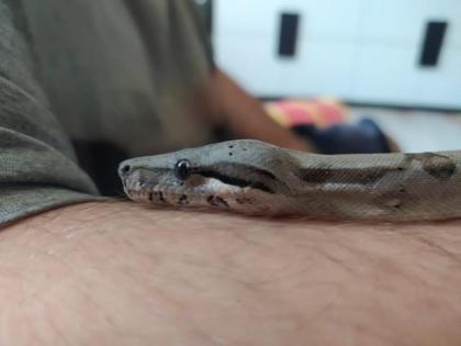 Boa Constrictor Imperator het anery jungle