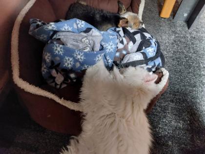 2 kleine Persa Katzen zuverkaufen
