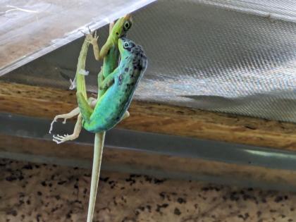 Anolis roquet summus