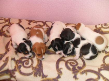 Jack Russel Welpen