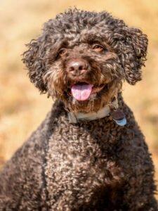 LA-CODY - männlich 5 Jahre 51 cm 18 kg Lagotto Romagnolo Gechipt Nicht kastriert