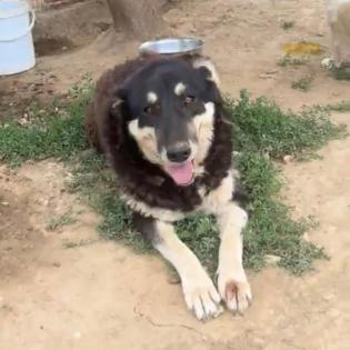 Zumby sucht ein Zuhause