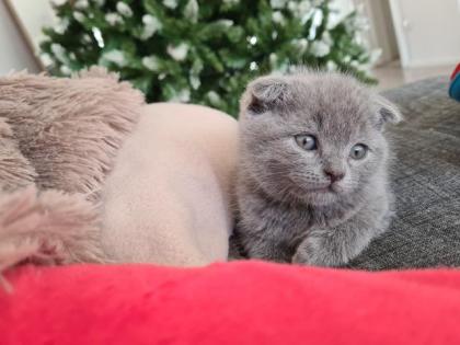 Liebevolle Kitten zu verkaufen