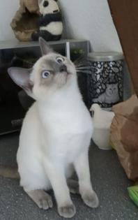 Siam / Thai Kitten Blue Point, Babys, Kätzchen. 1 Junge. Abgabebereit.