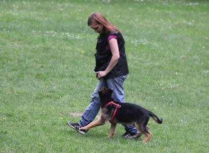 Hundetraining, einzel und gruppenunterricht, welenstunde, sozialisierung, themenabe