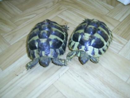 2x Testudo Hermani Griechische Landschildkrötem abzugeben