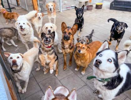 Geronimo. liebenswerter Familienhund