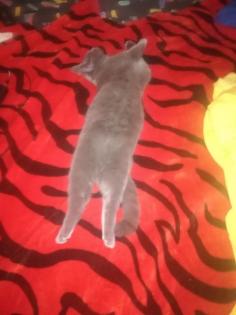 Britisch kurzhaar Deckkater