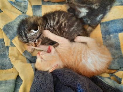 Edelmix Sibirische Waldkatze und Bengal Kitten