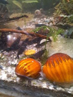 Neocaridina davidi Black Sakura Süßwasser Garnelen