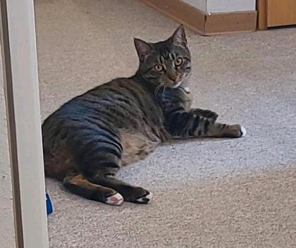 Katze vermisst