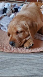 Unsere süßen Labrador Welpen