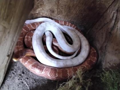 Kornnattern 1 Albino 1 rot mit terrarium