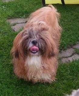 Gold-weisser shihtzu Rüde fuer die Ausstellung