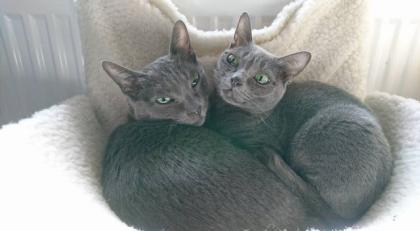 Korat Kitten suchen ein neues Zuhau
