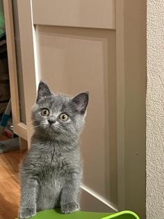 4 kleine BKH Kitten suchen ein neues Zuhause