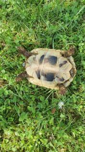 Landschildkröten Testudo hermanni