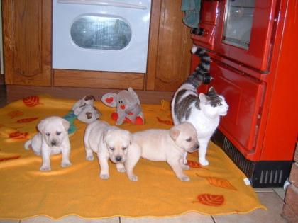 VDH/VK FCI Labrador welpen mit papiere