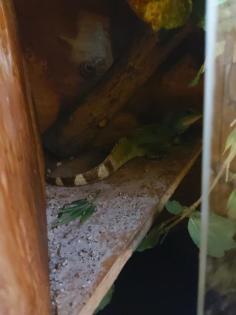 Wasseragamen Pärchen mit oder ohne Terrarium