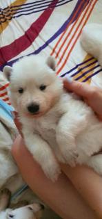 Berger Blanc Suisse langstock