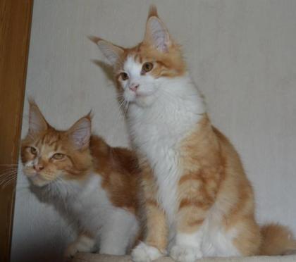 Maine Coon Youngster in red tabby w white mit Stammbaum