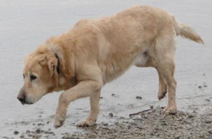 Roger - Golden Retriever -Mix. Nach 5 Jahren an der Kette möchte er anfangen zu