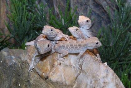 Pristurus carteri Zuchtgruppen und NZ
