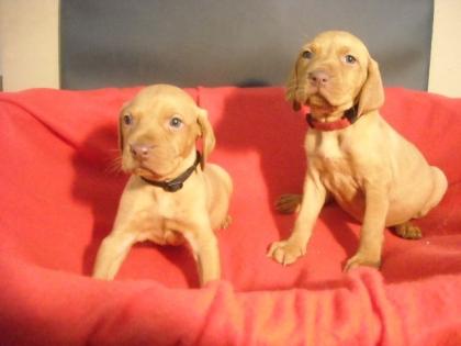 Treue Begleiter f die Alltage KH-Magyar Vizsla-Welpen