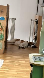 Wundervolle aber sensible Hündin sucht dringend neues Zuhause