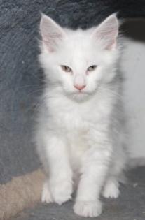 Traumhaft schöne Main Coon Katerchen
