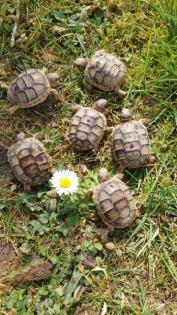 Landschildkröten Testudo Marginata Breitrandschildkröten NZ 2021