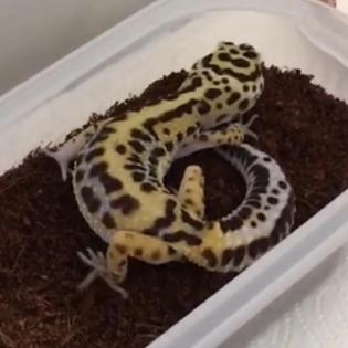 Leopardgecko
