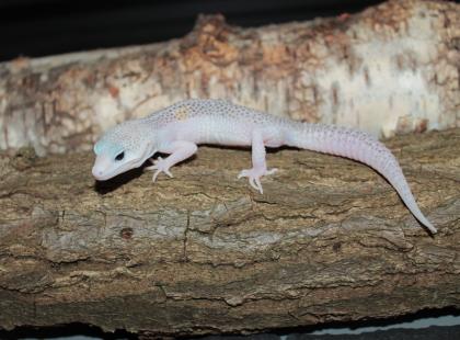 Leopardgecko Weibchen aus 2022