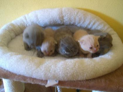 Niedliche Briten suchen Kuschelplatz