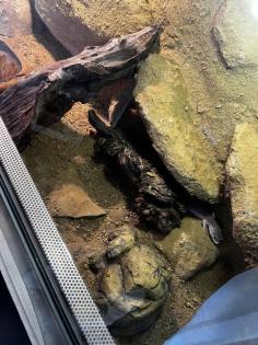 Leopardgecko Weibchen Paar Terrarium und Equipment