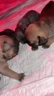 Französische Bulldogge